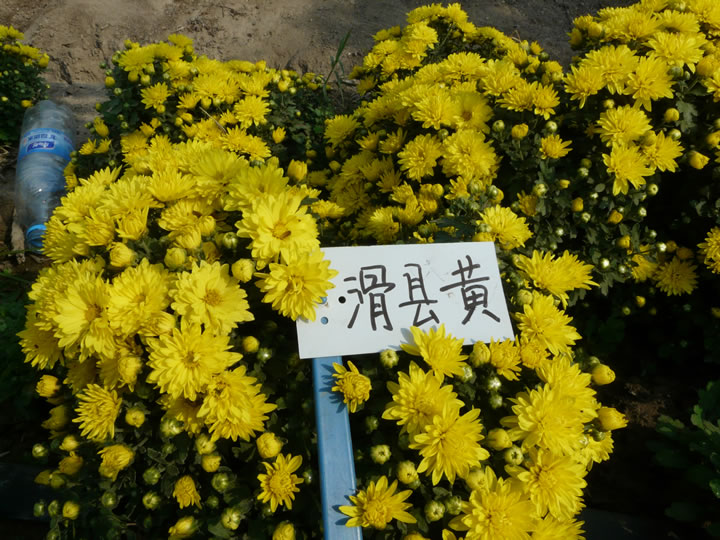 地被菊-国庆小菊-滑县黄